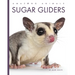 Sugar Gliders