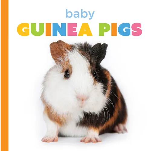 Baby Guinea Pigs