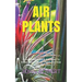 Air Plants: Every Detailed Thing You Need To Know About The Air Plants And How To Care For Them