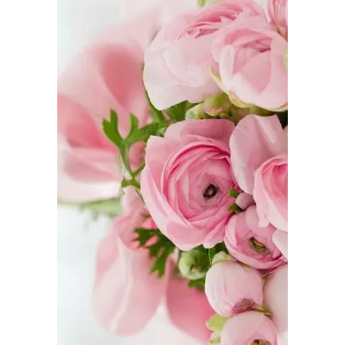 Pink Roses: Light Pink Roses Express Gentleness and Admiration While Dark Pink Roses Show Gratitude.