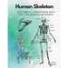 Human Skeleton, Anatomical structures self-test for medical students: kull, Ribs, Arm & Leg Bones, Pelvis, Spine