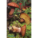 The Mushroom Manual