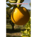 Oasis: A Love Letter to Rancho Dulce
