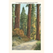 The Vintage Journal Sequoia National Park