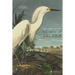 The Birds of America