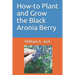 How-To Plant and Grow the Black Aronia Berry