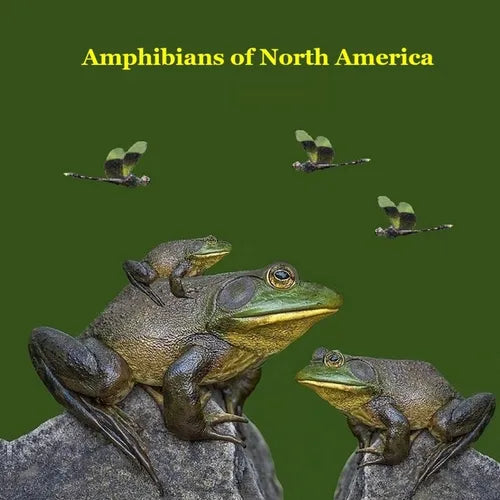 Amphibians of North America Kids Book: Great Children's Amphibians Book about Frogs, Toads, Salamanders, of North America