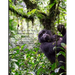 Gorillas of the Impenetrable Forest: The Mountain Gorillas of Bwindi