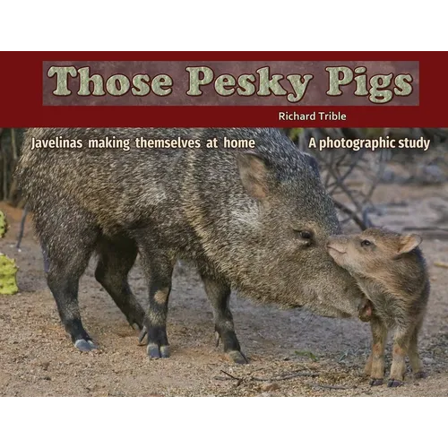 Those Pesky Pigs: Javelinas making themselves at home A photographic study