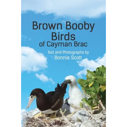 Brown Booby Birds of Cayman Brac