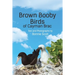 Brown Booby Birds of Cayman Brac