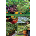 The Ultimate Guide To Raised Bed, Vegetable, Companion, Greenhouse And Container Gardening For Beginners: Proven Steps and Strategies for Beginners