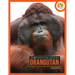 Orangutan