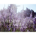 Lavender Fields of America: A New Crop of American Farmers
