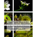 The Plant World: Its Romances and Realities: A Reading Book of Botany