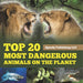 Top 20 Most Dangerous Animals On The Planet
