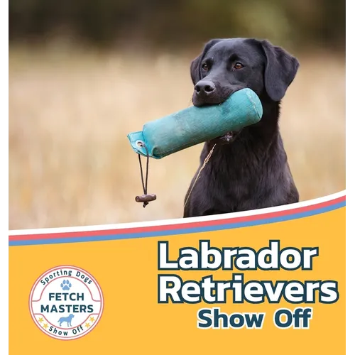 Labrador Retrievers Show Off