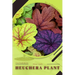 Heuchera Plant: Plant Guide