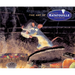 Disney/Pixar the Art of Ratatouille