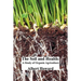 The Soil and Health: A Study of Organic Agriculture