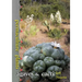 Permaculture Plants: agaves and cacti
