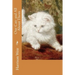 Our Cats and All About Them