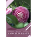 Camellia Plant: Prodigy Petal, Plant Guide