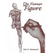 The Human Figure