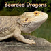 Bearded Dragons