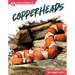 Copperheads
