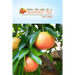 From the Limb of a Grapefruit Tree: A Woman's True-Life Adventure of Self-Reliance and Determination