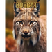 Bobcat: Amazing Picture and Facts About Bobcat for Children's