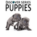 Puppies