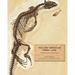 The Lost World of Fossil Lake: Snapshots from Deep Time