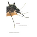 Mosquito: The Story of Man's Deadliest Foe