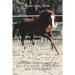 Easier Than Fighting Rocky: How Horses Carried an Autistic Mind into the World of Emotion and Compassion