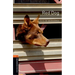Oxford Bookworms Library: Red Dog: Level 2: 700-Word Vocabularylevel 2