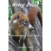 Nosey Beast: Natural history of the coatis