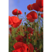 Poppy Meadow: Poppies Are Found Around the Globe from Icy Cold Tundra to Broiling Hot Deserts, Mostly in the Northern Hemisphere.