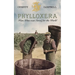 Phylloxera: How Wine was Saved for the World