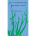 How to Identify Grasses and Grasslike Plants: Sedges and Rushes