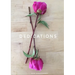 Dedications
