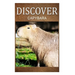 Capybara - Discover: Early reader's wildlife photography book