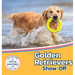 Golden Retrievers Show Off