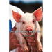 Modern Pig Keeping