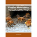 Feeding Honeybees Throughout the Year