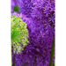 Blossoms: Alliums Are Hardy Bulbs That Produce Dramatic Balls of Purple, Blue, Yellow or Pink Flowers Atop Stiff, Upright Stems.