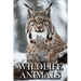Wildlife Animals: Picture Books For Adults With Dementia And Alzheimers Patients - Beautiful Photos Of Wild Scenes with Animals