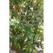 Culinary Cultivation for Southern California Gardens: A plant guide for food forests in Mediterranean Climates