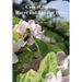Care of Bees in Warre and Top Bar Hive